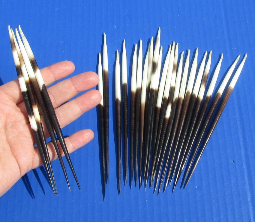25 Thick 6 to 7 inches long African Porcupine Quills for Sale in Bulk