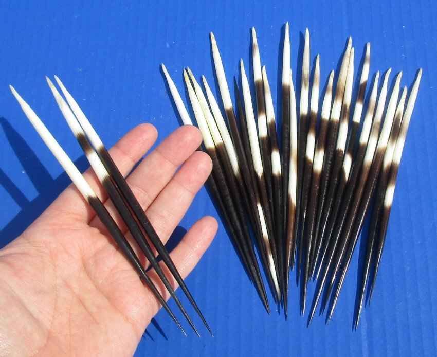 25 Thick 6 to 7 inches long African Porcupine Quills for Sale in Bulk