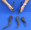 5 pc lot of African male springbok horns 9 to 12-1/2 inches - you are buying the ones pictured for $9.00 each