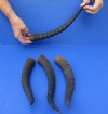 4 African Blesbok Horns for Sale 12-1/2 to 14-1/2 inches - you are buying the horns pictured for $12.00 each