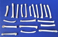 20 Genuine Coyote Foot, Feet Bones for Making Bone Jewelry and Bone Art - Pack of 20 @ <font color=red> .70 each</font> Plus $6.50 1st Class Mail