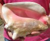 8 inch Pink Conch Shell, Queen Conch with a slit in the back - you are buying this shell for $19.99