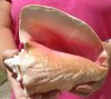 7-1/2 inch Pink Conch Shell, Queen Conch with a slit in the back - you are buying this shell for $12.99