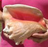 7 inch Pink Conch Shell, Queen Conch with a slit in the back - you are buying this shell for $12.99 