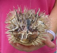9 inch Real Dried, Preserved Porcupine Blowfish for sale, <font color=red>with sharp spines</font> - You will receive the one pictured for $13.99