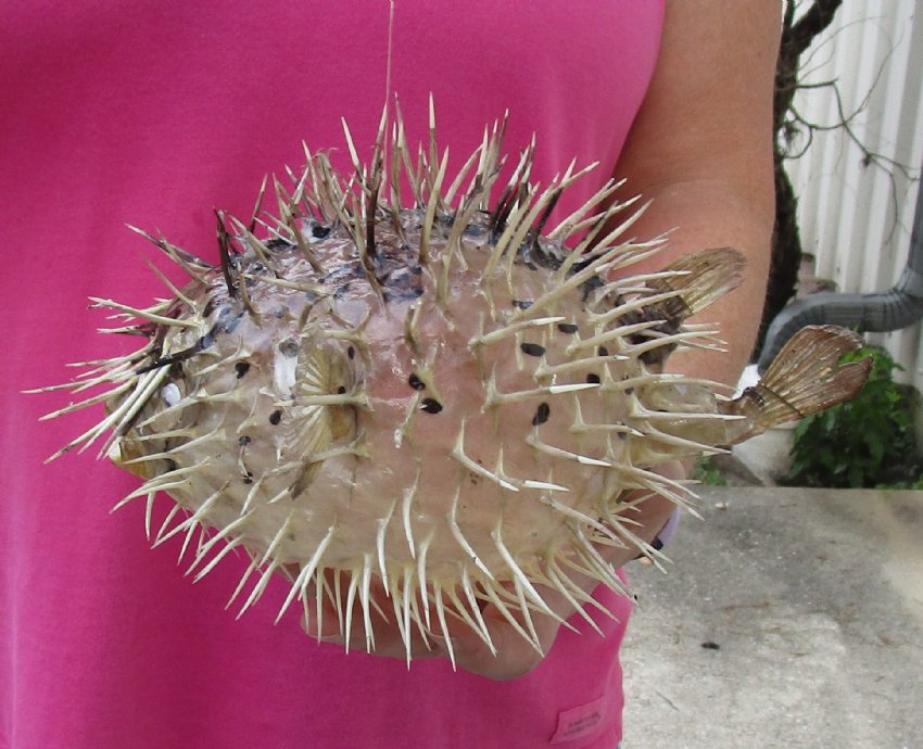 9 inch Dried Porcupine Blowfish for sale at Worldwide Wildlife Products
