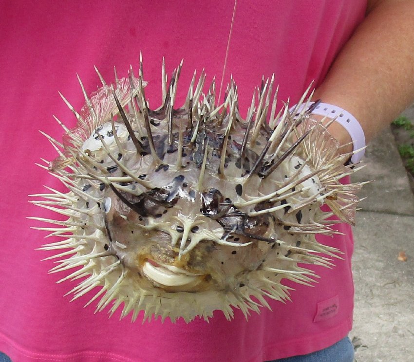 9 inch Dried Porcupine Blowfish for sale