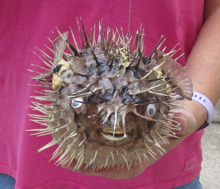 10 inch Dried Porcupine Blowfish for sale