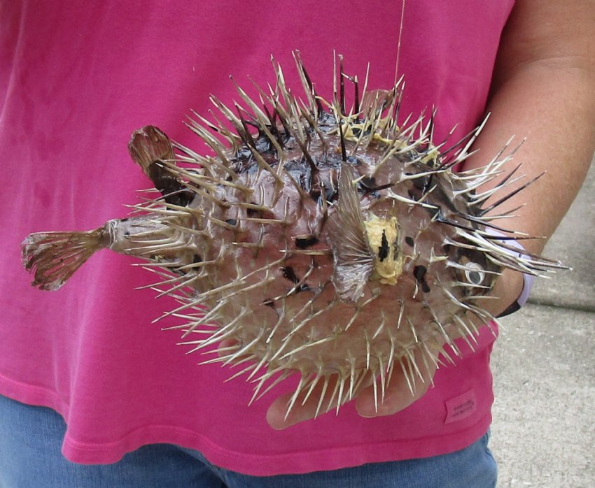 10 inch Dried Porcupine Blowfish for sale