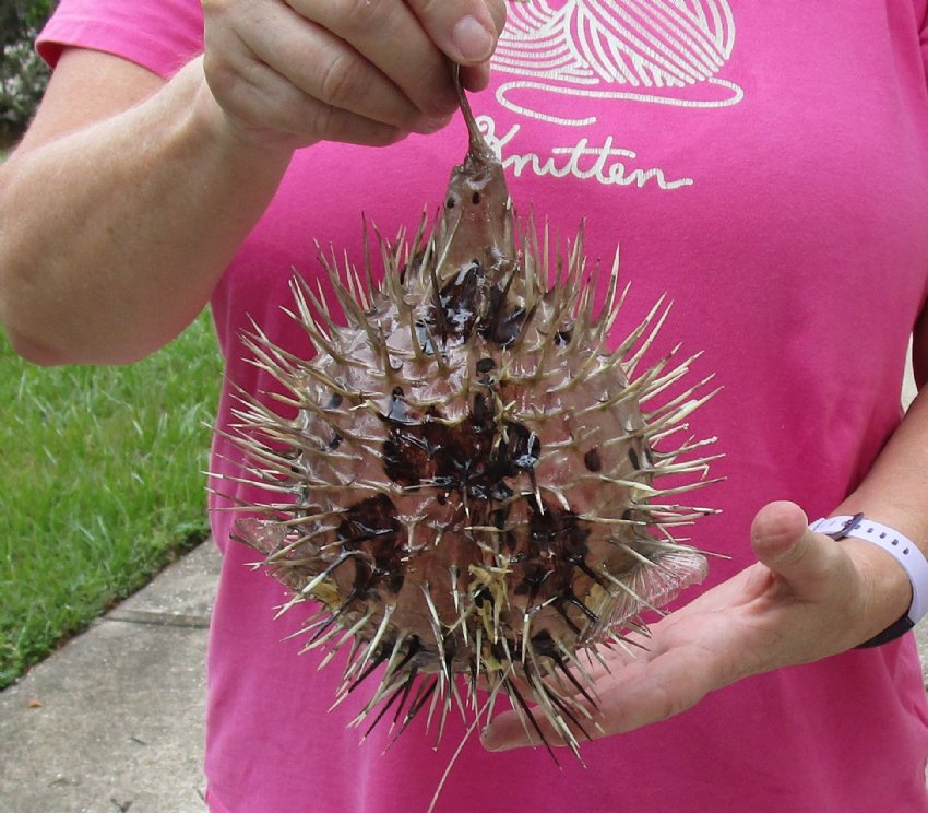 10 inch Dried Porcupine Blowfish for sale