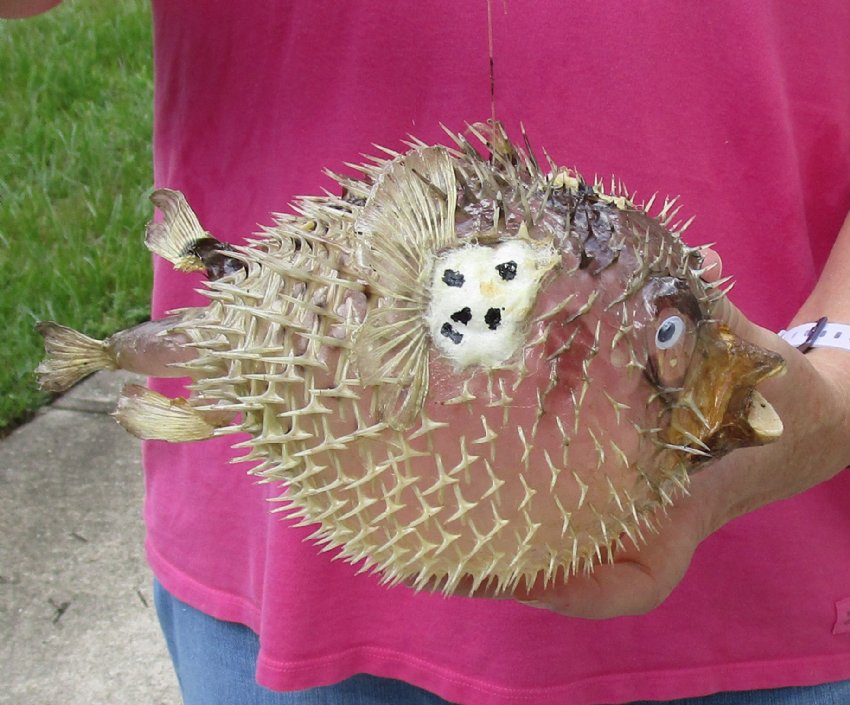 10 inch Real Dried Porcupine Blowfish for sale