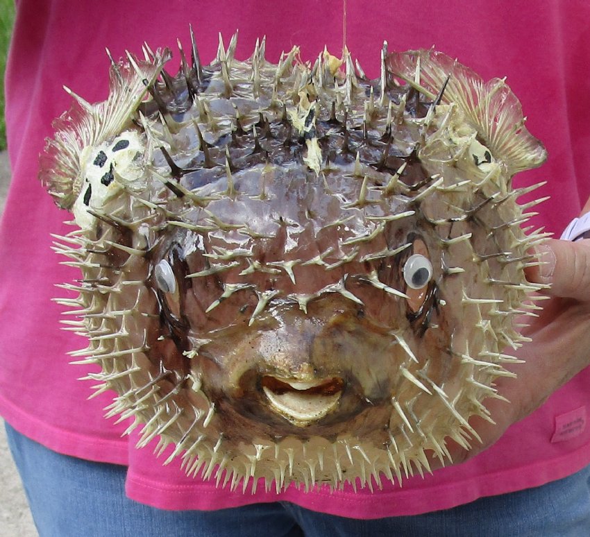10 inch Dried Porcupine Blowfish for sale