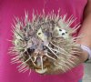 10 inches Real Preserved, Dried Porcupine Blowfish for sale, <font color=red>with sharp spines</font> You will receive the one pictured for $14.99
