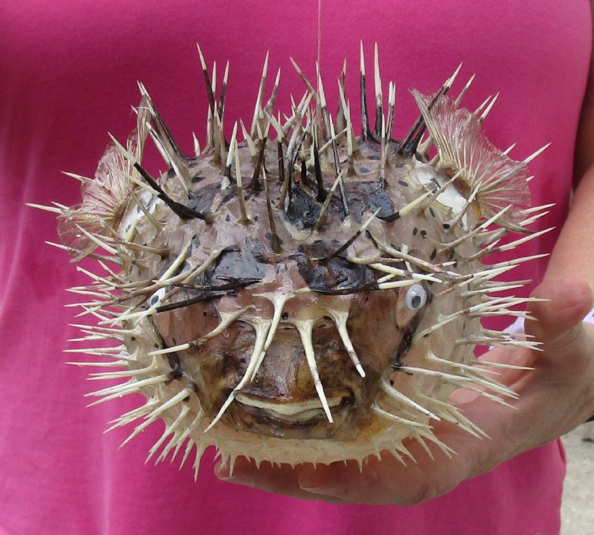 10 inch Dried Porcupine Blowfish for sale
