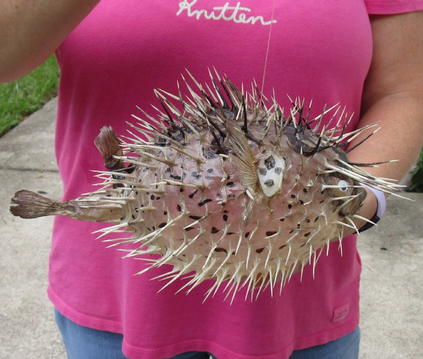 stuffed blowfish