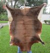 Discount Blesbok Skin/Hide for Sale 45 inches long, 37 inches wide - You are buying this Grade #2 skin for $39.99