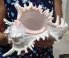 8 inch Beautiful Ramose Murex for Sale, Hand Picked - You are buying this shell for $15.99