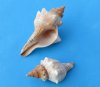 2 to 3-7/8 inches <font color=red>Wholesale</font> Striped Fox Conch Shells, Trapezium Horse Conch Shells for Sale in Bulk - Case of 350 @ .50 each