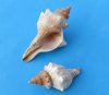 2 to 3-7/8 inches Trapezium Horse Conch, Striped Fox Conch Shells - 50 @ .80 each