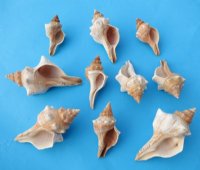 2 to 3-7/8 inches Trapezium Horse Conch, Striped Fox Conch Shells - 50 @ .80 each
