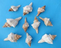 2 to 3-7/8 inches Trapezium Horse Conch, Striped Fox Conch Shells - 50 @ .80 each