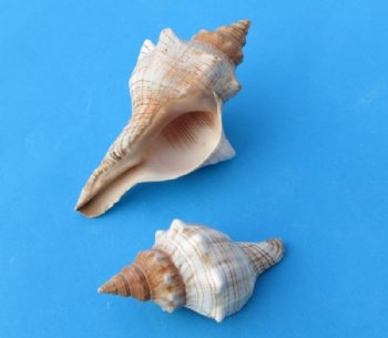 2 to 3-7/8 inches Trapezium Horse Conch, Striped Fox Conch Shells - 50 @ .80 each