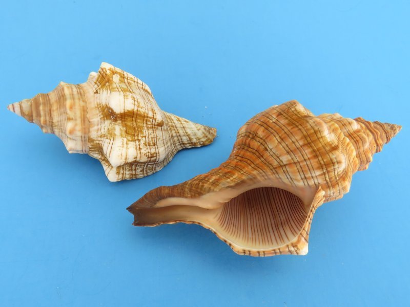 3 to 37/8 inches Striped Fox Conch Shells for Sale, Trapezium Horse Conchs