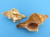 Trapezium Horse Conch Striped Fox Shells, 3 to 3-7/8 inches - 16 @ .80 each;  32 @ .65 each