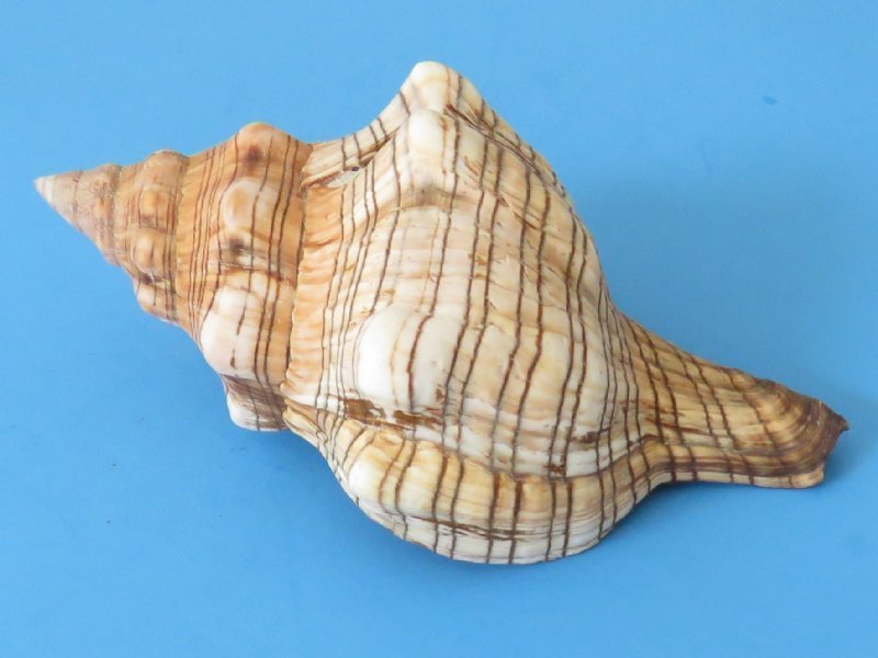 4 to 47/8 inches Wholesale Trapezium Horse Conch Shell for Sale