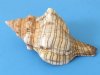 4 to 4-7/8 inches Bulk Trapezium Horse Conch Shells, Striped Fox Shells for Sale - Case of 150 @ .66 each; 2 or more<font color=red> Wholesale Cases</font> of 150 @ .51 each