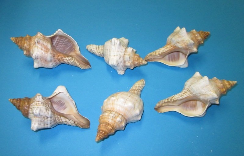 3 to 37/8 inches Striped Fox Conch Shells for Sale, Trapezium Horse Conchs