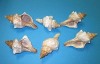 Trapezium Horse Conch, Striped Fox Shells, 3 to 3-7/8 inches - 16 @ .70 each;  32 @ .60 each