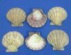 5 to 5-3/4 inches <font color=red> Wholesale</font> Brown Giant Lion's Paw Scallop Shells for Sale in bulk - Case of 55 @ $1.65 each