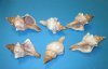 6 inches Large Striped Fox Shells, Trapezium Horse Conch Shells for Sale - Packed 25 @ $2.00 each