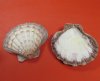6 to 6-3/4 inches Giant Lion's Paw Seashells for Sale for Baking, Smudging and Decorating - Pack of 2 @ $4.50 each; Pack of 10 @ $3.20 each