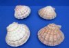 5 to 5-7/8 inches Pair Natural Lion's Paw Scallop Shells for Sale, Tans, Brown or Peach in Color - Pack of 1 pair @ $8.50 a pair; Pack of 6 pairs @ $6.80 a pair; 