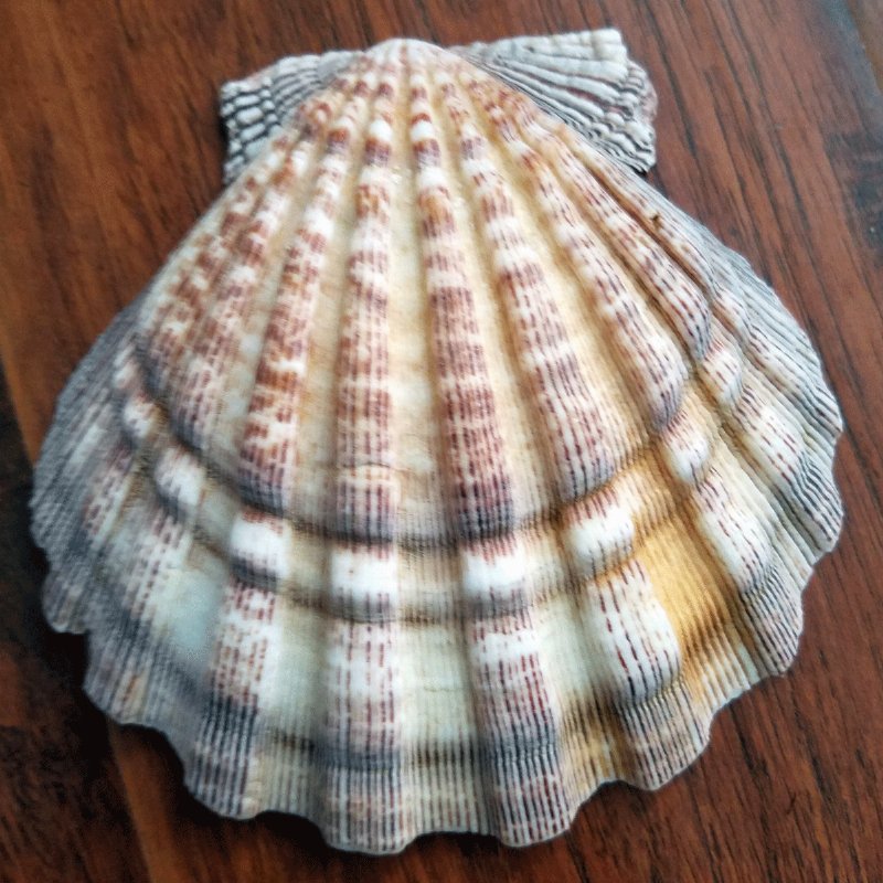 6 to 63/4 inches Pair of Natural Lion's Paw Scallop Shells for Sale