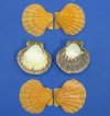 5 to 5-3/4 inches <font color=red> Wholesale</font> Orange Giant Lion's Paw Shells in Bulk - Case of 40 @ $2.45 each