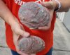 Two Natural Red Abalone Shells for Sale 4-1/2 inches - Buy the 2 pictured for <font color=red>$11.00 each</font> Plus $6.25 1st Class Postage