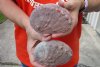 4-3/8 inches and 4-1/4 inches Natural Red Abalone Shells for Sale - Buy the 2 pictured for <font color=red>$11 each</font> Plus $6.25 1st Class Mail