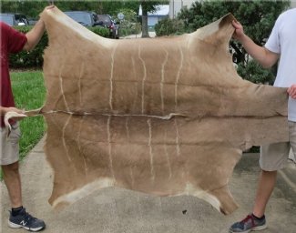 Genuine Kudu Hide Rugs and Skins for Sale at Worldwide Wildlife Products