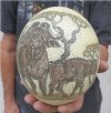 6 inch South African Real Scrimshaw Ostrich Egg with African Cape Buffalos - your are buying the one pictured for $52.99