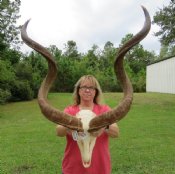 Kudu Skull with Horns