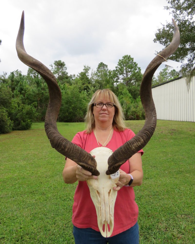 African Kudu Skull with 37 and 38 inches Horns 224.99