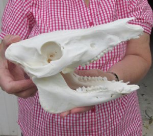 Wild Boar, Pig Skulls