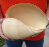 9 inches Crowned Baler Melon Shell for decorating, melo aethiopica - you are buying this one for $14.99