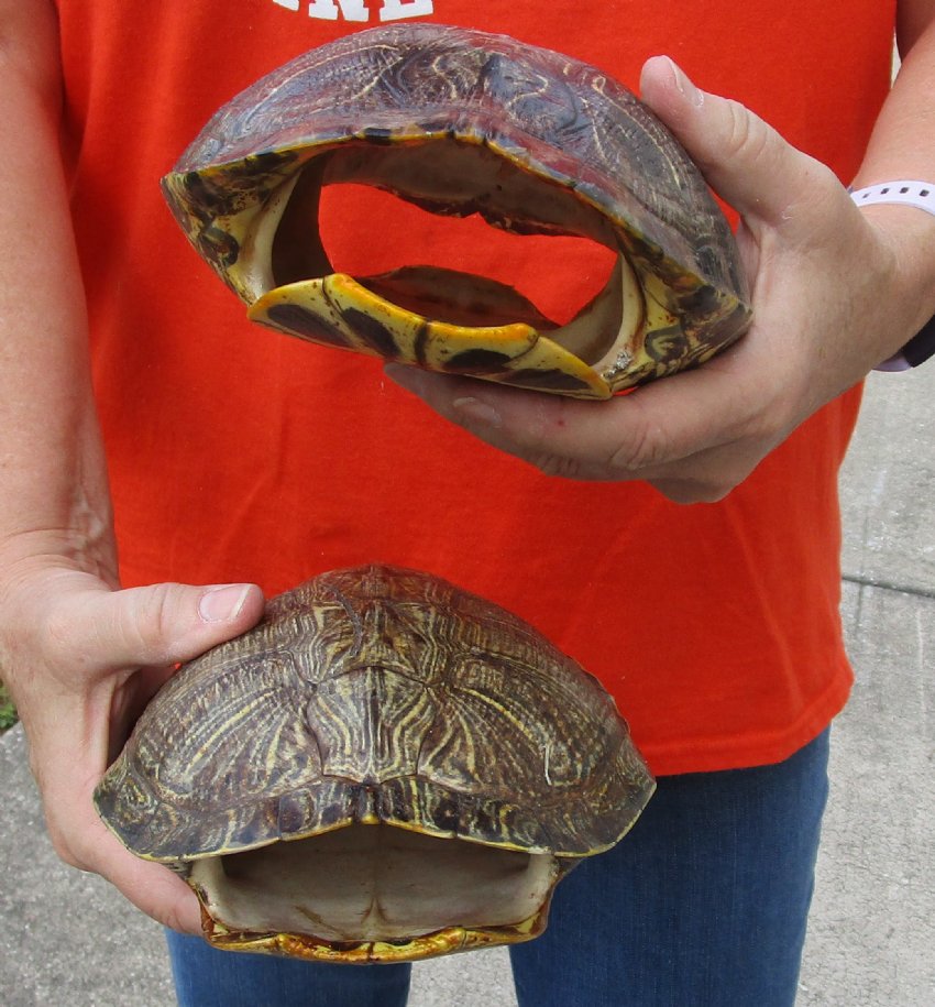2 Empty Red Eared Slider Turtle Shells 81/4 and 81/2 inches long