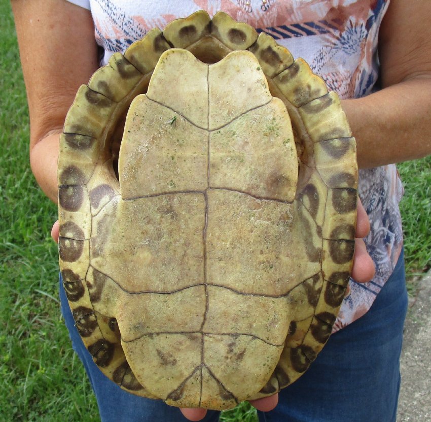 83/4 inch River Cooter Turtle Shell for sale.