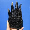 8-1/2 inches Large Real Florida Alligator Foot for Sale Preserved with Formaldehyde - Buy this one for $39.99