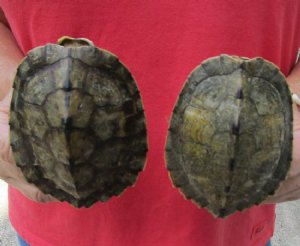 Map Turtle Shells